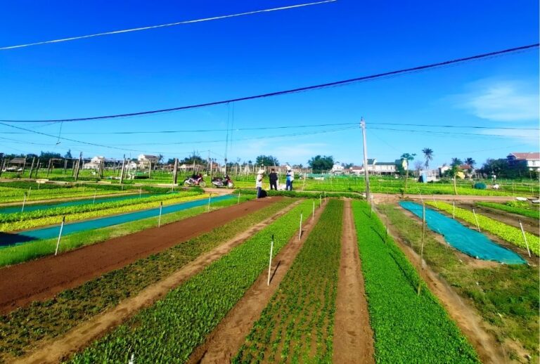 Tra Que vegetable village, Hoi An