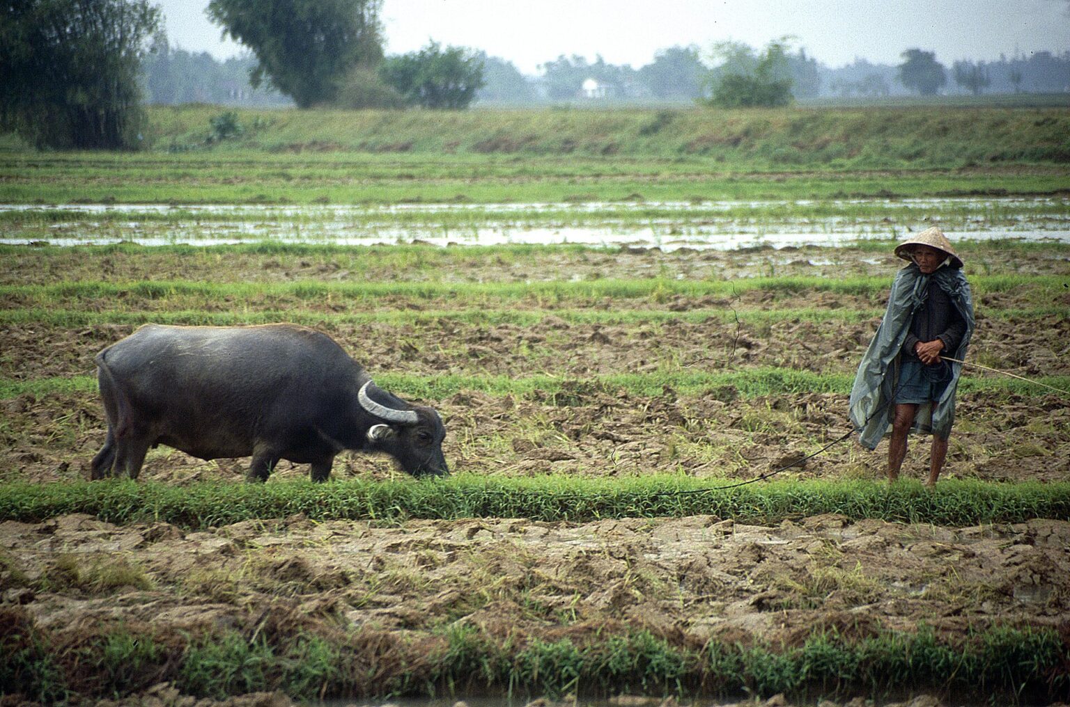 Water buffalo in a rice field near Hoi An