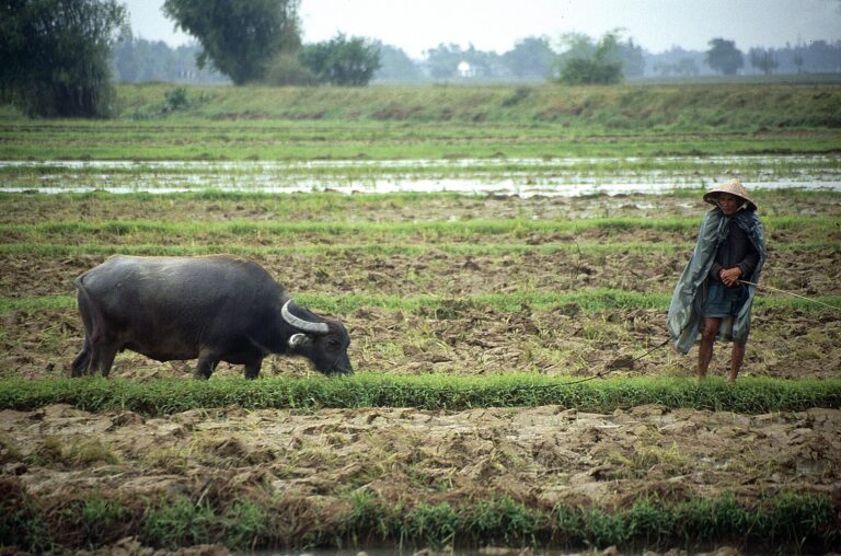 Water buffalo in a rice field near Hoi An