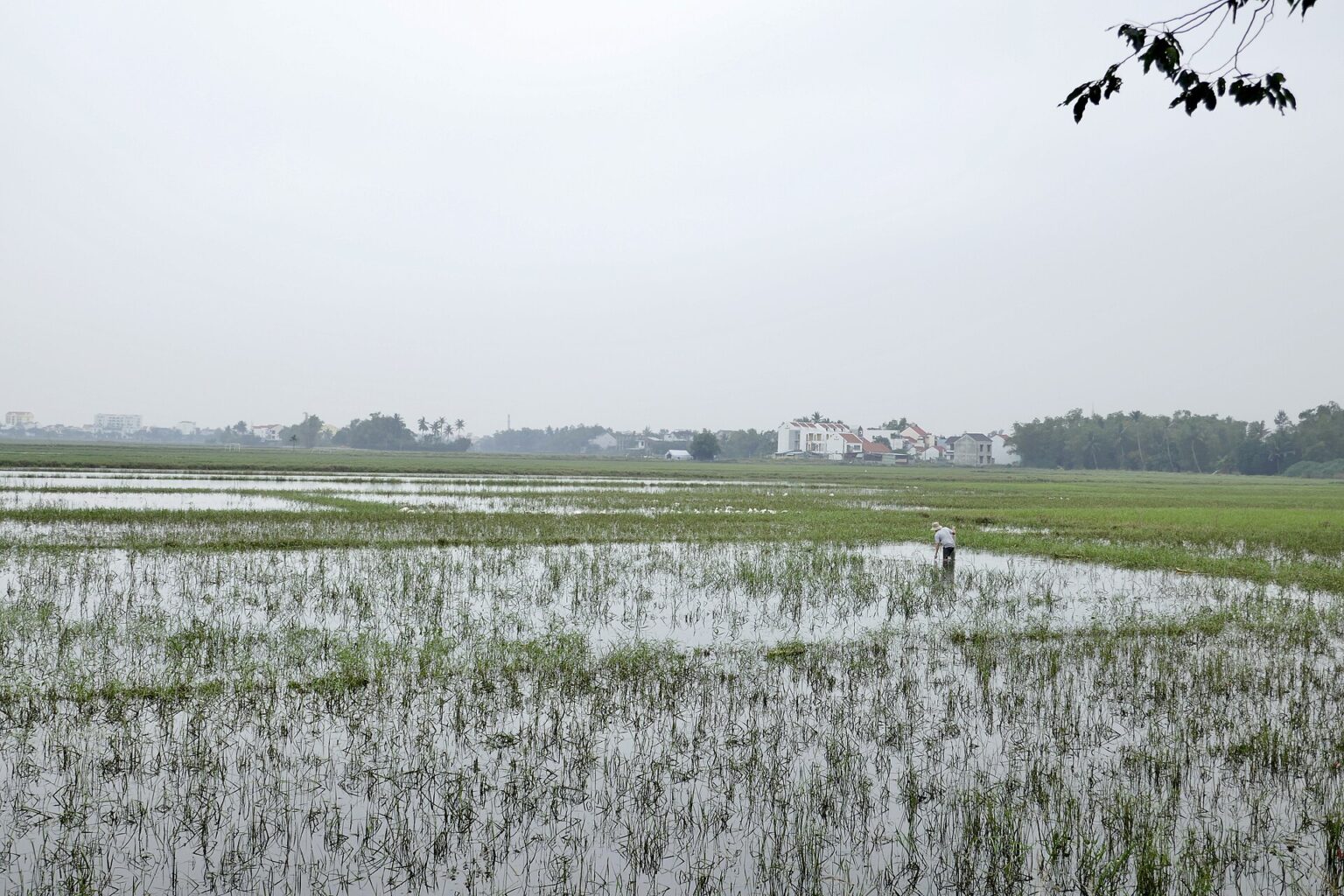 Fields of Tra Que village, Hoi An