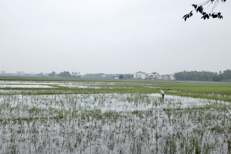 Fields of Tra Que village, Hoi An