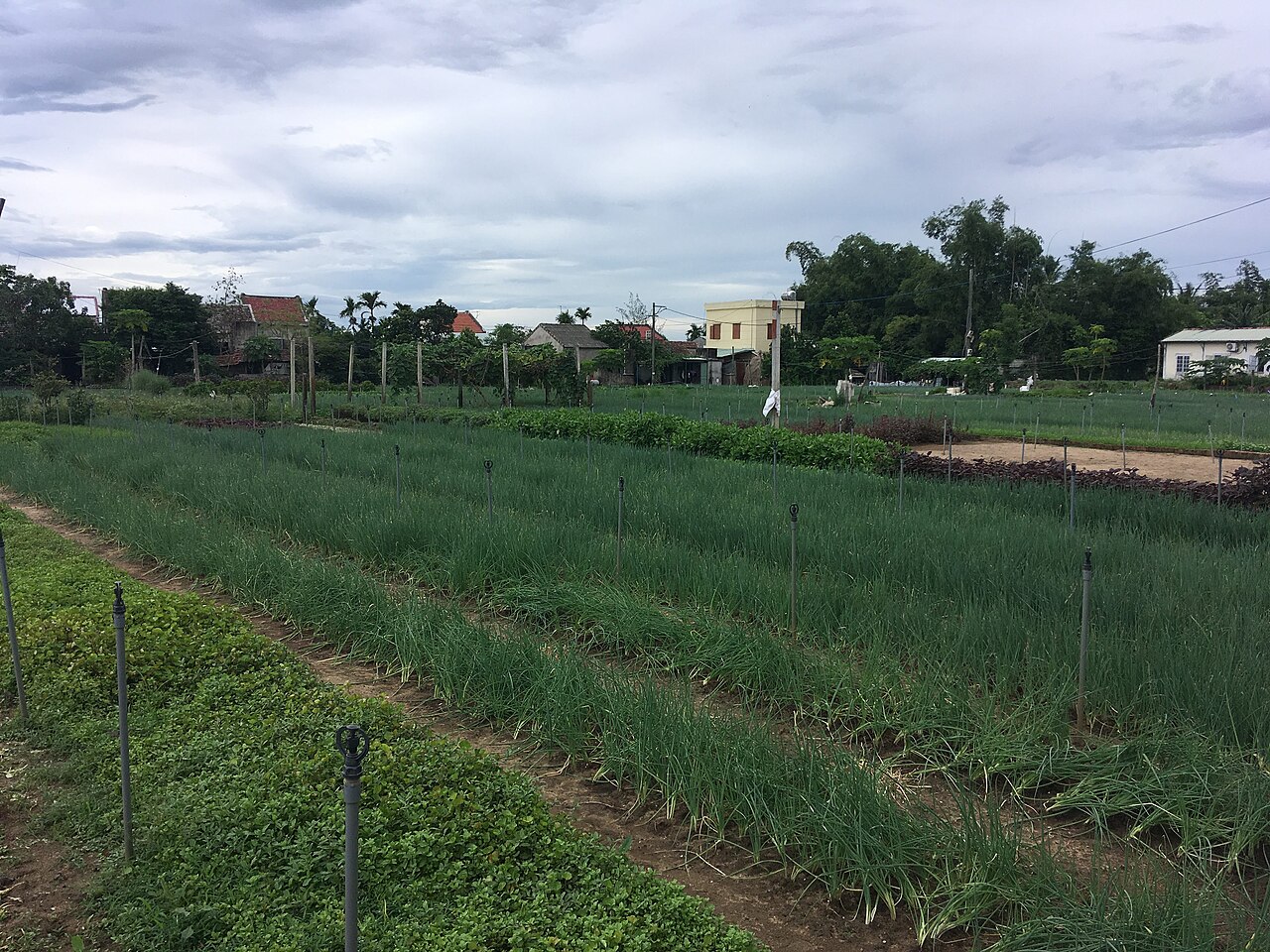 Vegetable and herb gardens in Tra Que village, Hoi An