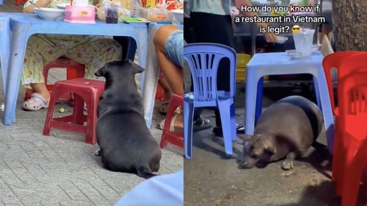 A chubby pet is a good sign (Source: VOV)