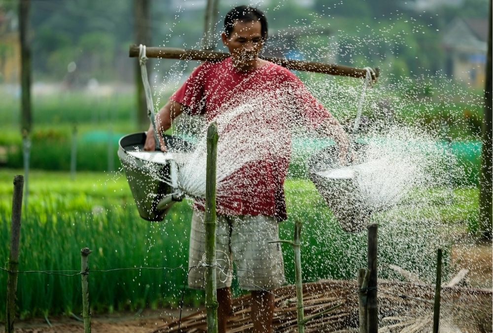 Tra Que farmers grow fragrant herbs using traditional, natural methods (Source: Bao Tuoi Tre)