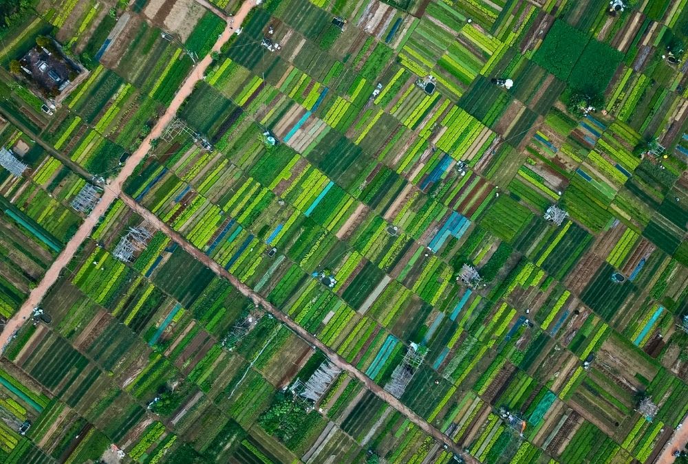 Tra Que's vegetable fields come alive in the early morning and late afternoon (Source: Bao Tuoi Tre)
