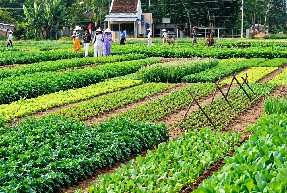 Tra Que honored as one of the Best Tourism Villages in the World (Source: hoianworldheritage.org.vn)